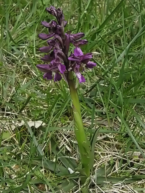 Orchis morio o longicornu????