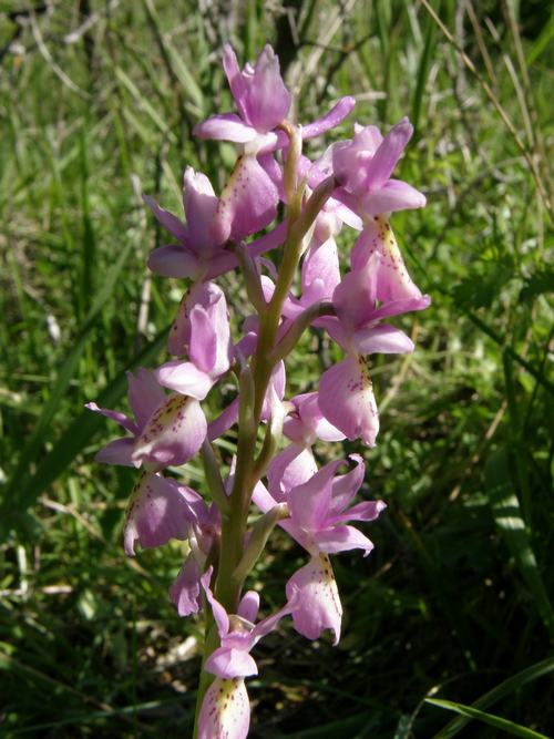 Orchis xcolemanni - variabilit