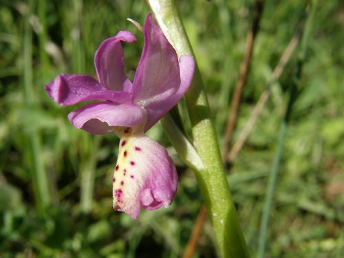 Orchis xcolemanni - variabilit