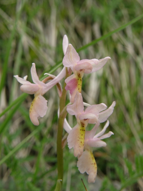 Orchis xcolemanii (anomalia)