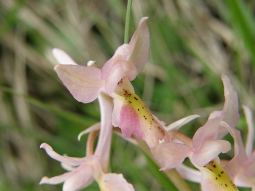 Orchis xcolemanii (anomalia)