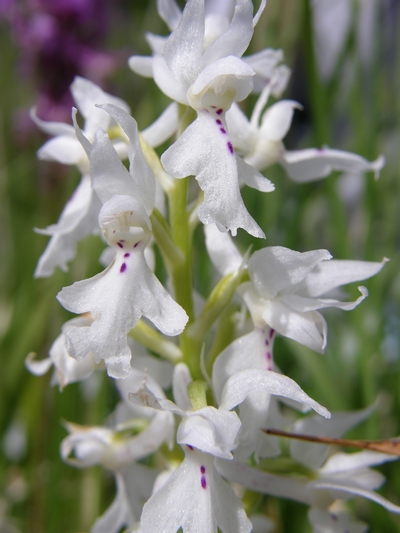 Orchis militaris albina