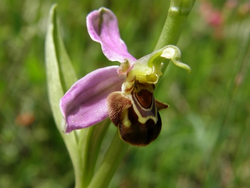 Ophrys apifera