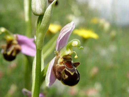 Ophrys apifera