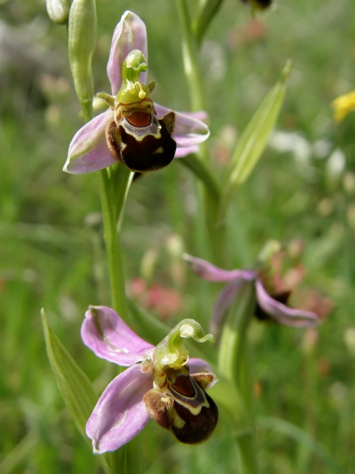 Ophrys apifera