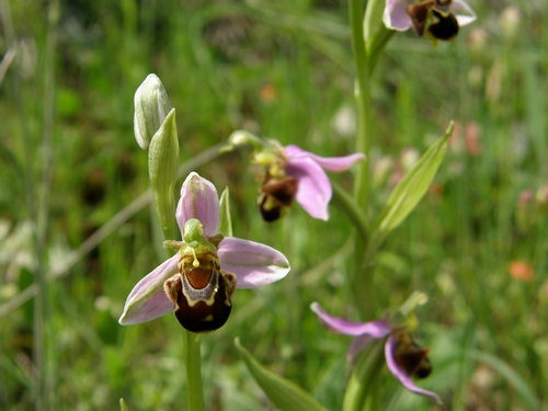 Ophrys apifera