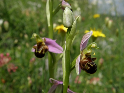 Ophrys apifera