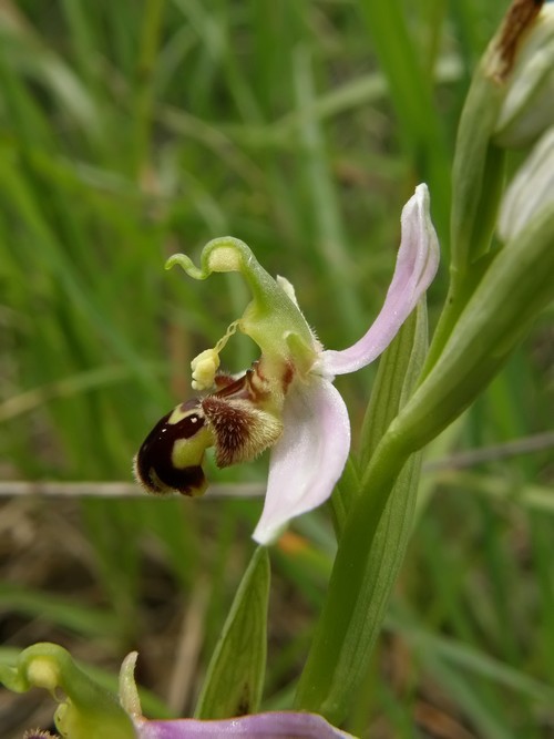 orchidee dell''appennino tosco emiliano....