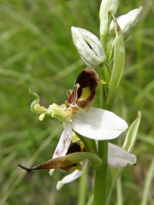 orchidee dell''appennino tosco emiliano....