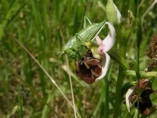 orchidee dell''appennino tosco emiliano....