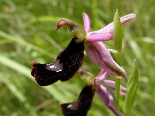 orchidee dell''appennino tosco emiliano....