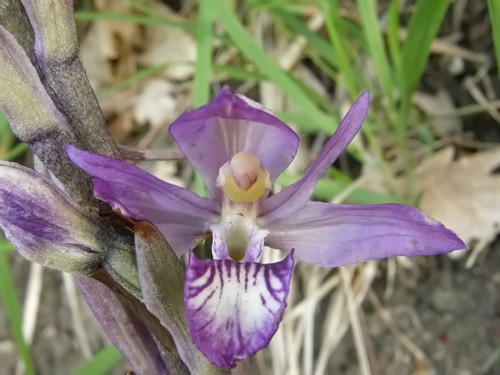 orchidee dell''appennino tosco emiliano....