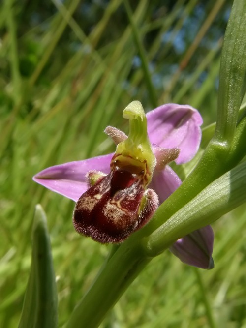 Ophrys apifera dell''App. Tosco-Emiliano (forma sconosciuta)