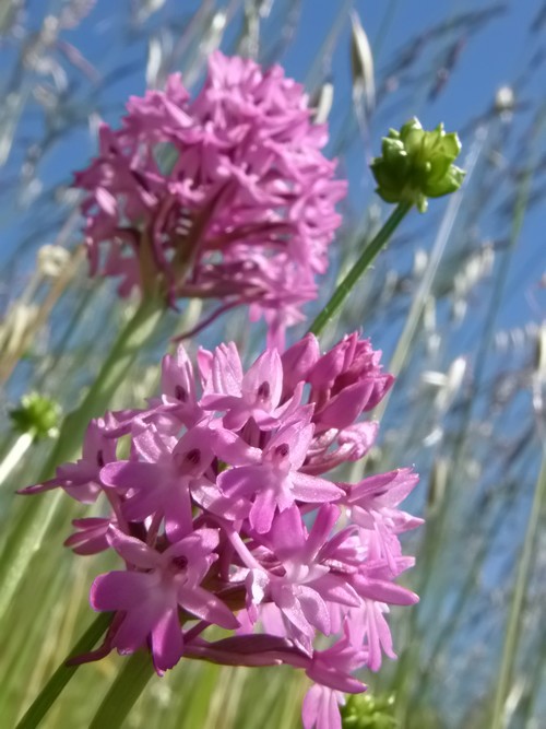 orchidee dell''appennino tosco emiliano....