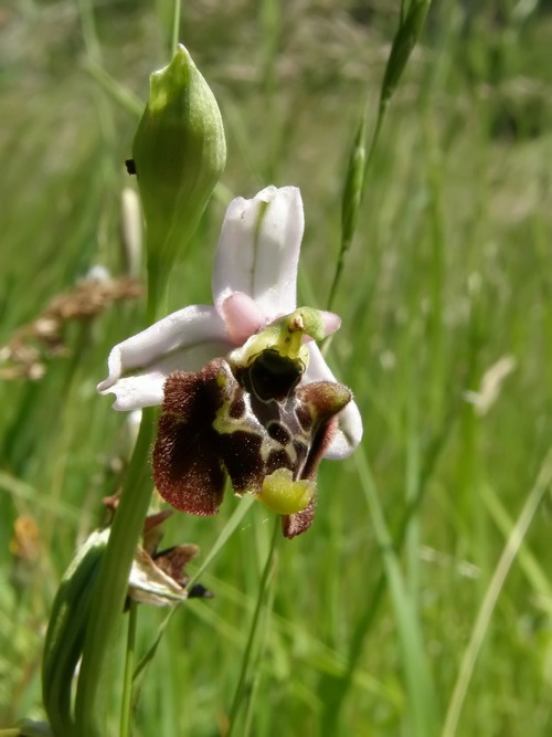 orchidee dell''appennino tosco emiliano....