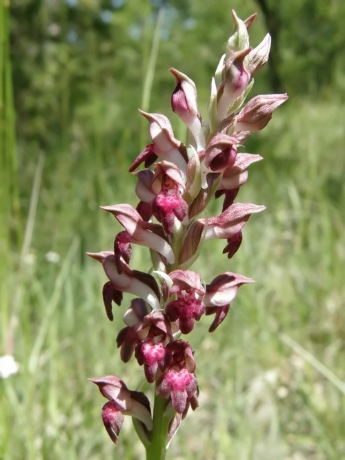 orchidee dell''appennino tosco emiliano....