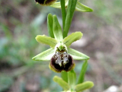 ophrys argentaria