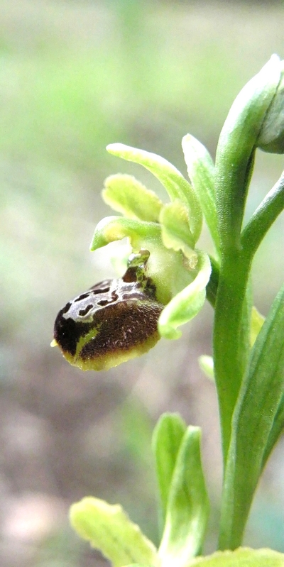 ophrys argentaria