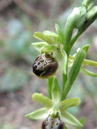 ophrys argentaria