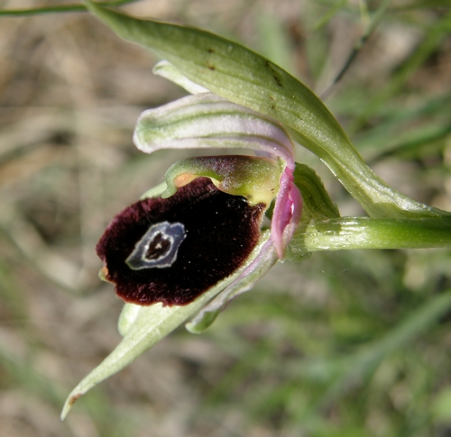 Variabilit macula O.bertolonii