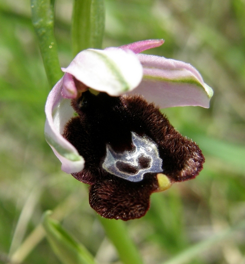 Variabilit macula O.bertolonii