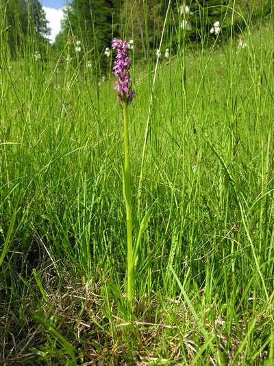 Dacthylorhiza incarnata