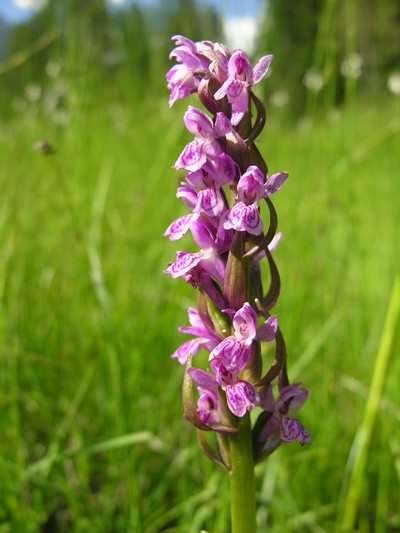 Dacthylorhiza incarnata