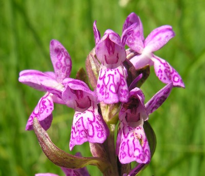 Dacthylorhiza incarnata