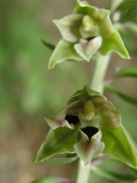 Lusus di Epipactis helleborine