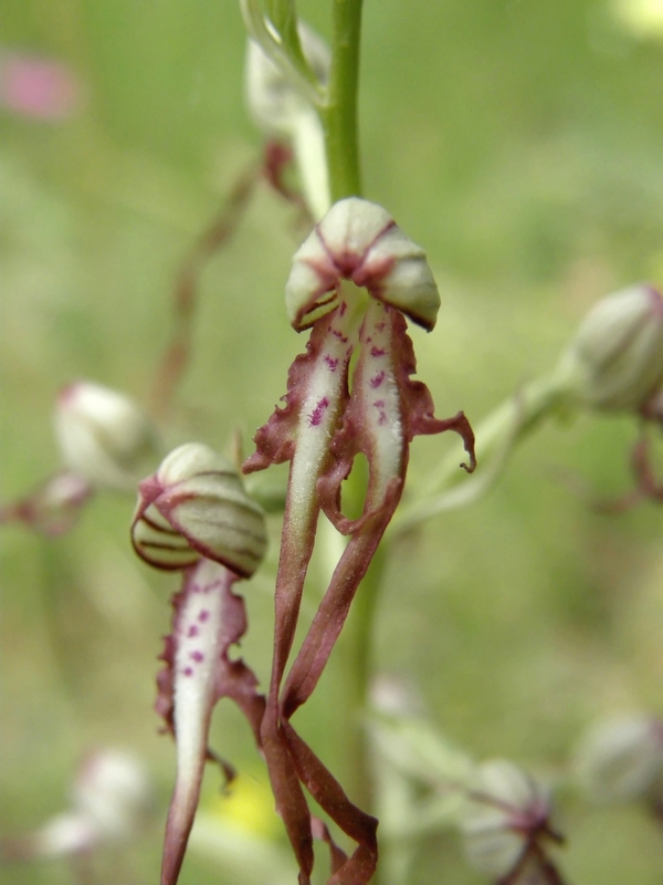 lusus di hymantoglossum