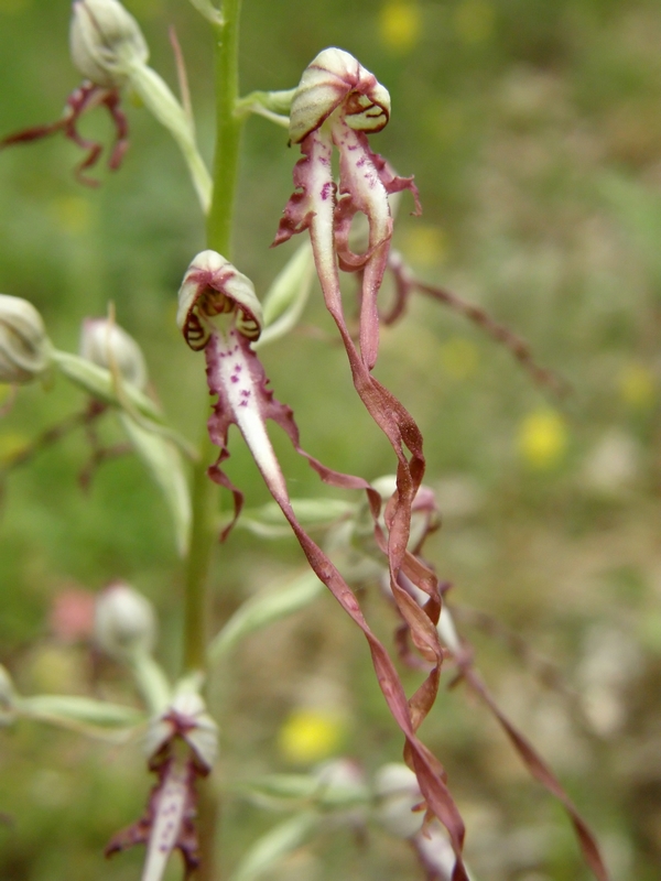 lusus di hymantoglossum