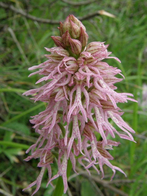 Ibrido: Orchis anthropophora x O. italica