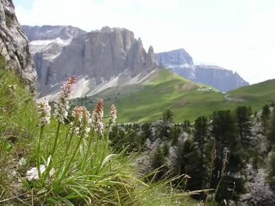 Orchidee del Trentino Alto Adige