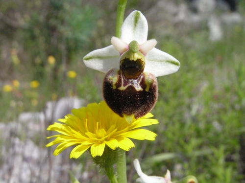 Ophrys holosericeae Monti Pisani variabilit