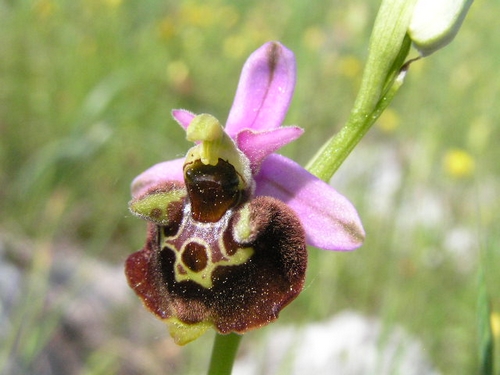 Ophrys holosericeae Monti Pisani variabilit