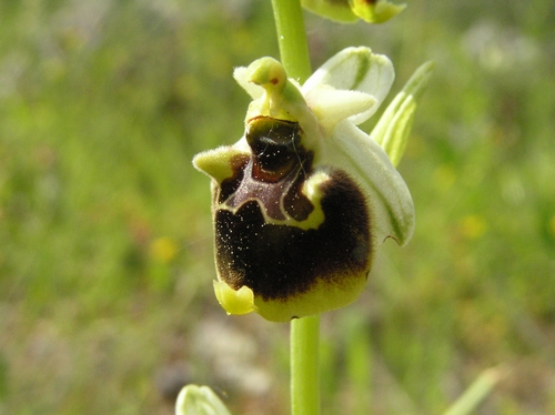 Ophrys holosericeae Monti Pisani variabilit