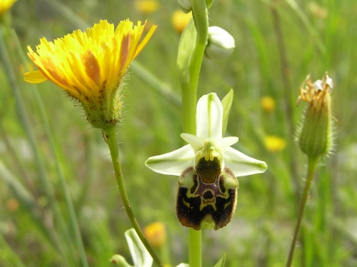 Ophrys holosericeae Monti Pisani variabilit