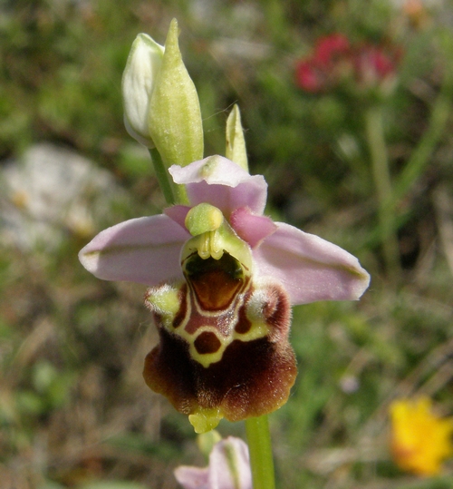 Ophrys holosericeae Monti Pisani variabilit