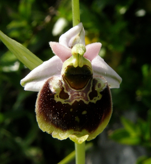 Ophrys holosericeae Monti Pisani variabilit