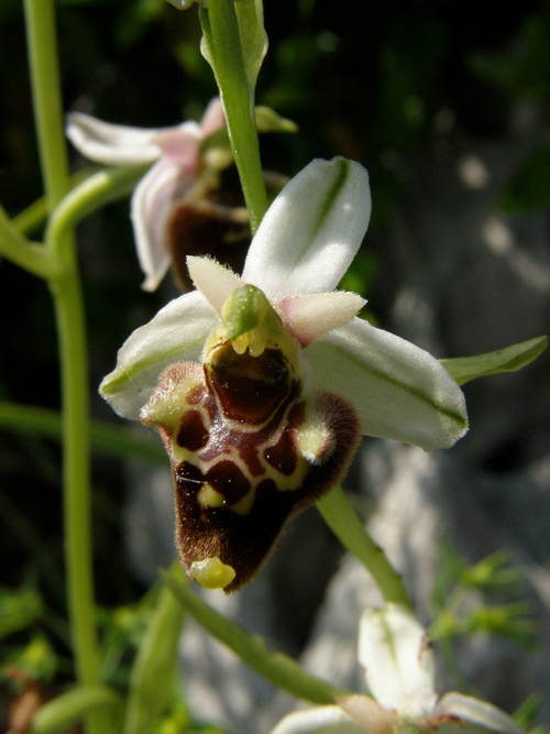 Ophrys holosericeae Monti Pisani variabilit