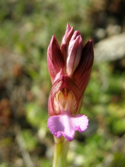 Orchis papilionacea