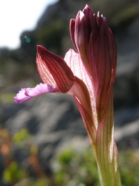 Orchis papilionacea