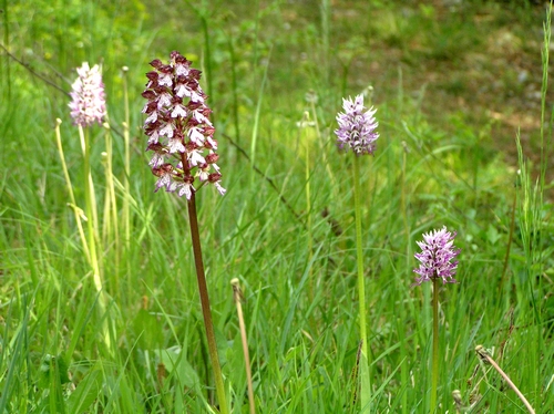 Spettacolo di Orchis purpurea!