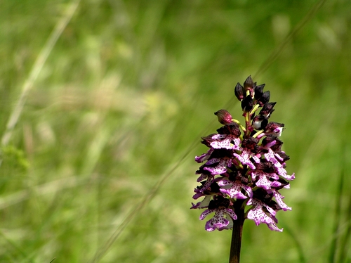 Spettacolo di Orchis purpurea!