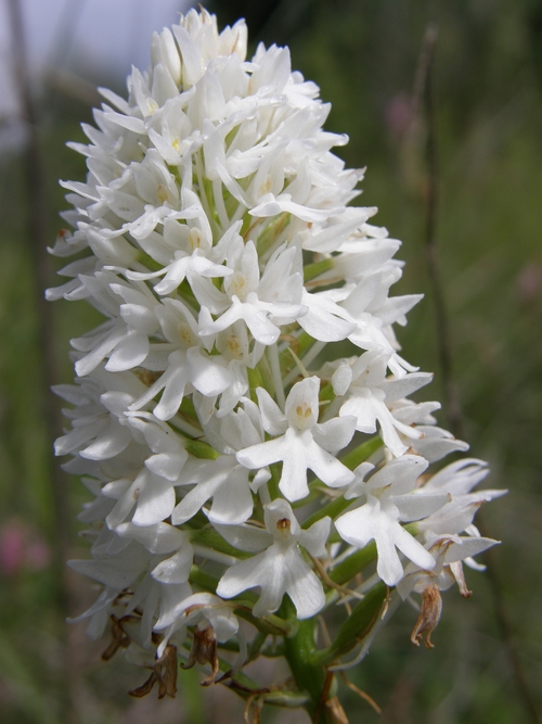 Anacamtis pyramidalis bianca