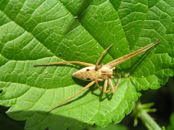 Pisaura mirabilis