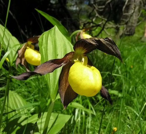 Orchidee del Trentino Alto Adige