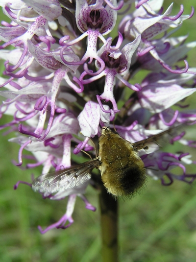 Bombylius cf. discolor (Bombyliidae)