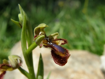 Ophrys speculum finalmente !!!