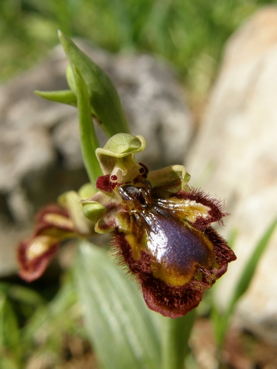 Ophrys speculum finalmente !!!